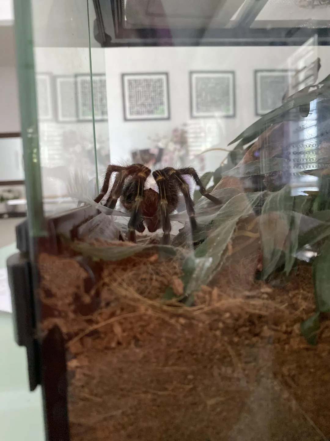 14999 male tarantula building sperm web