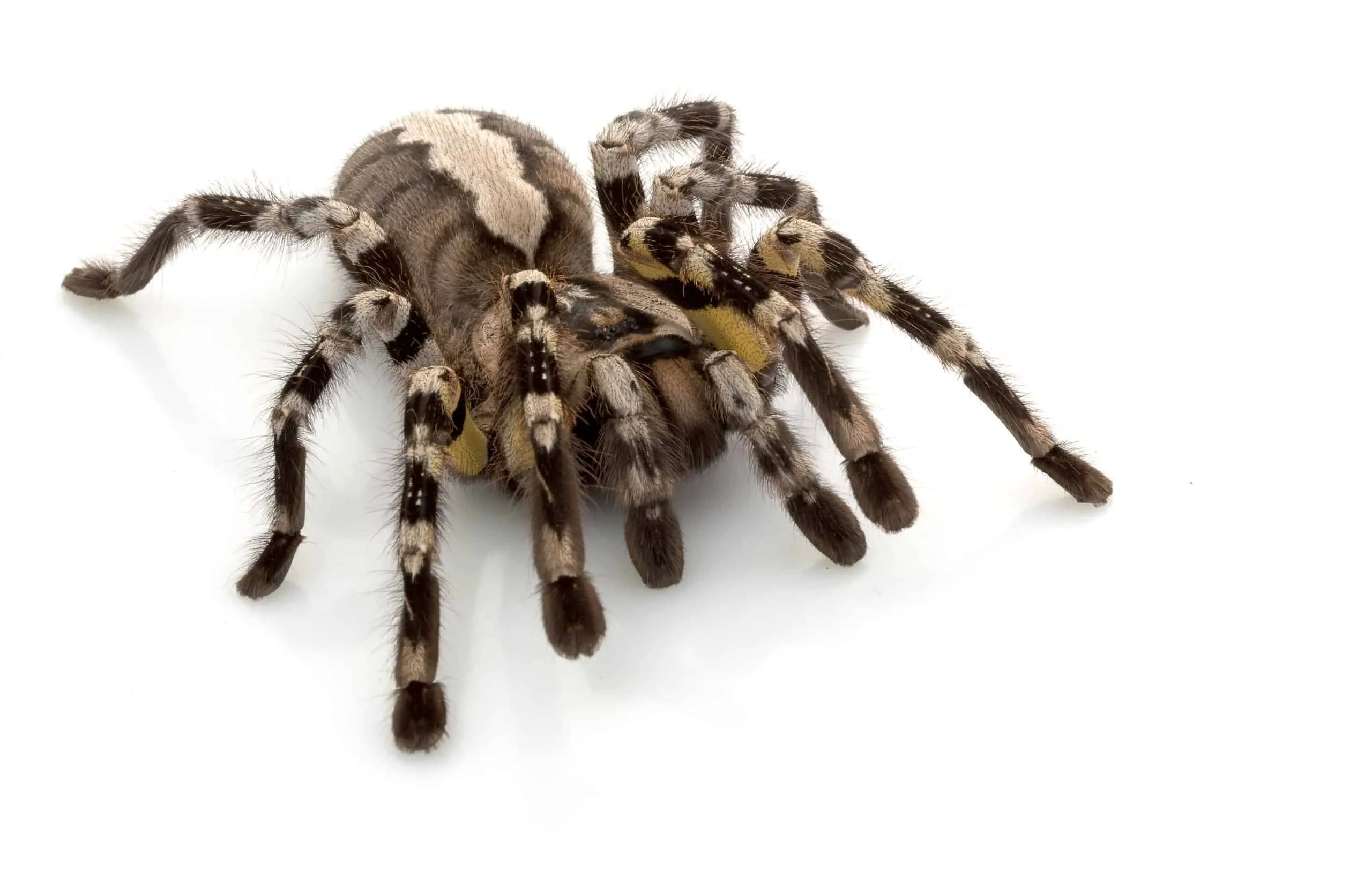 14999 tarantula sperm web materials