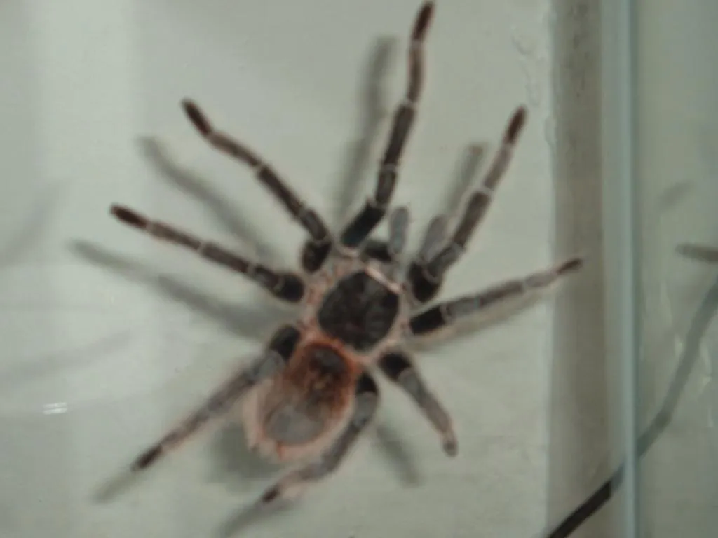 /img/14999-tarantula-sperm-web-scientific-illustration.webp