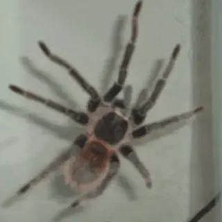 /img/14999-tarantula-sperm-web-scientific-illustration.webp