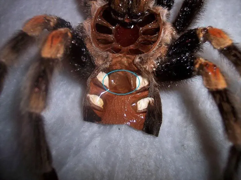 14999 tarantula sperm web tips