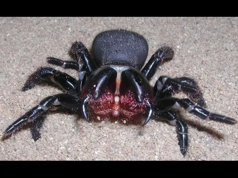15000 funnel web spider bite