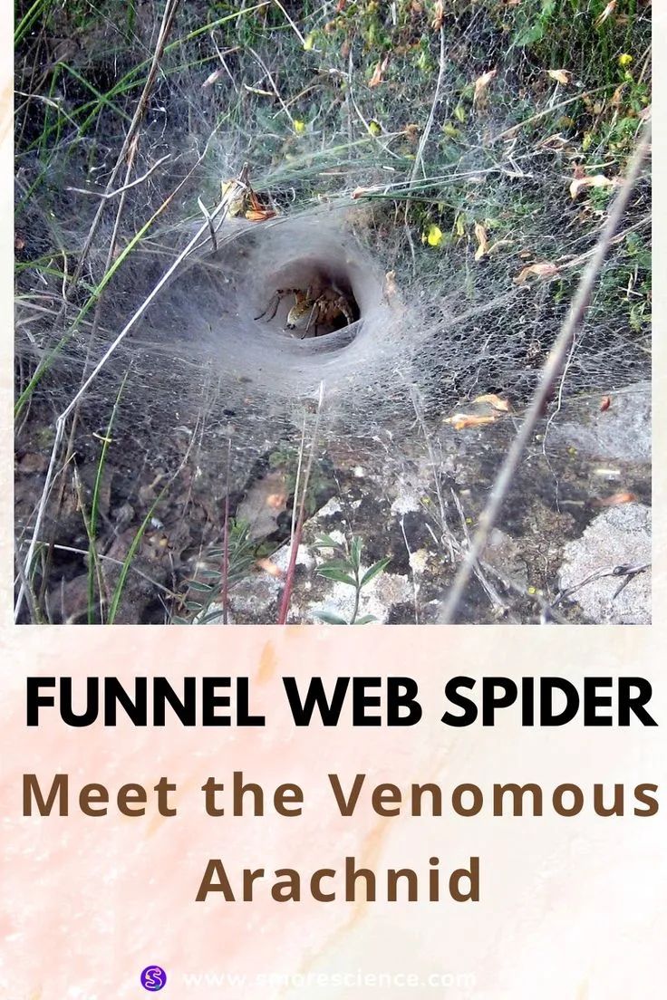 15000 funnel web spider habitat
