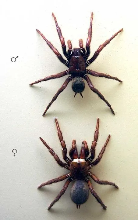 /img/15000-funnel-web-spider-venom.webp