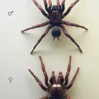 /img/15000-funnel-web-spider-venom.webp