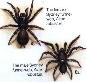 15000 tarantula bite
