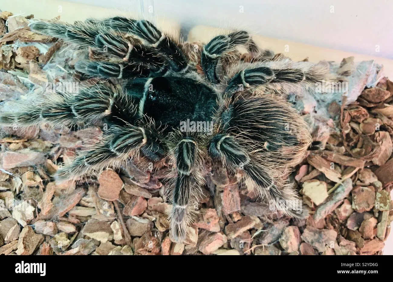 15002 bird eating tarantula care