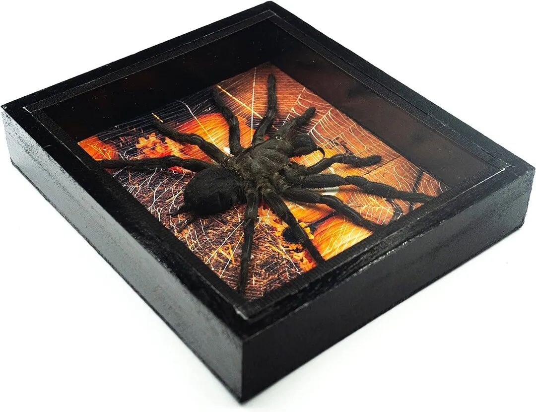 /img/15002-bird-eating-tarantula-molting.webp