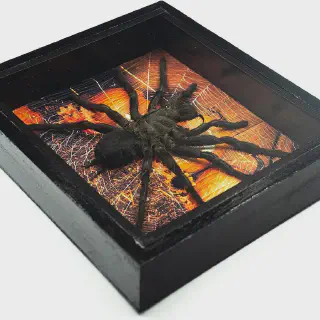 /img/15002-bird-eating-tarantula-molting.webp