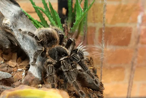 15002 tarantula handling