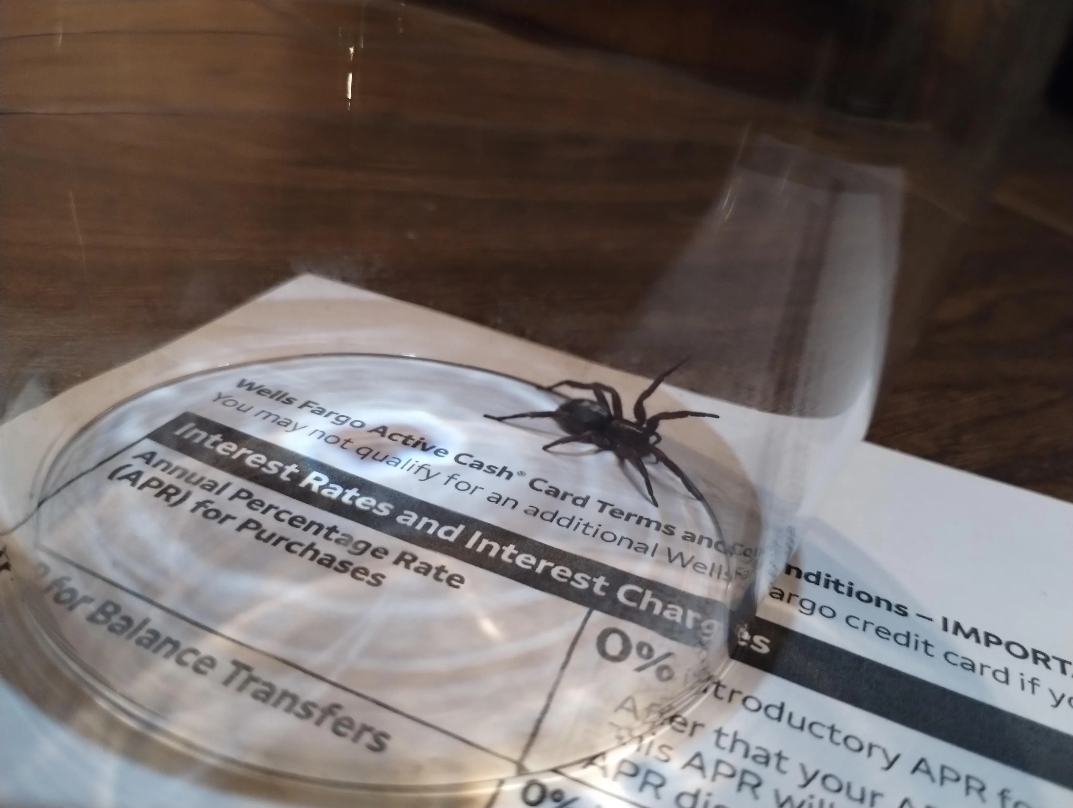 15003 tarantula bite