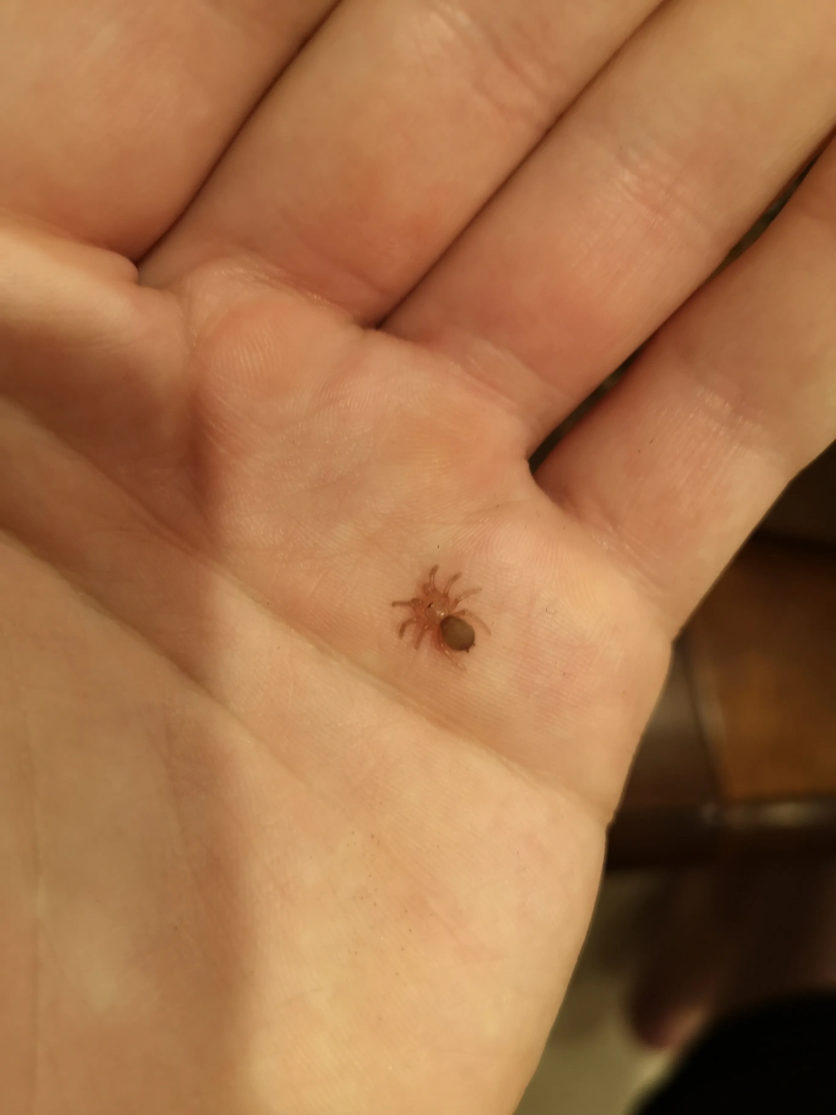/img/15003-tarantula-cleaning.webp