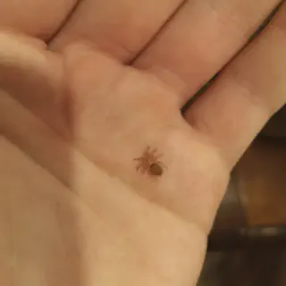 /img/15003-tarantula-cleaning.webp