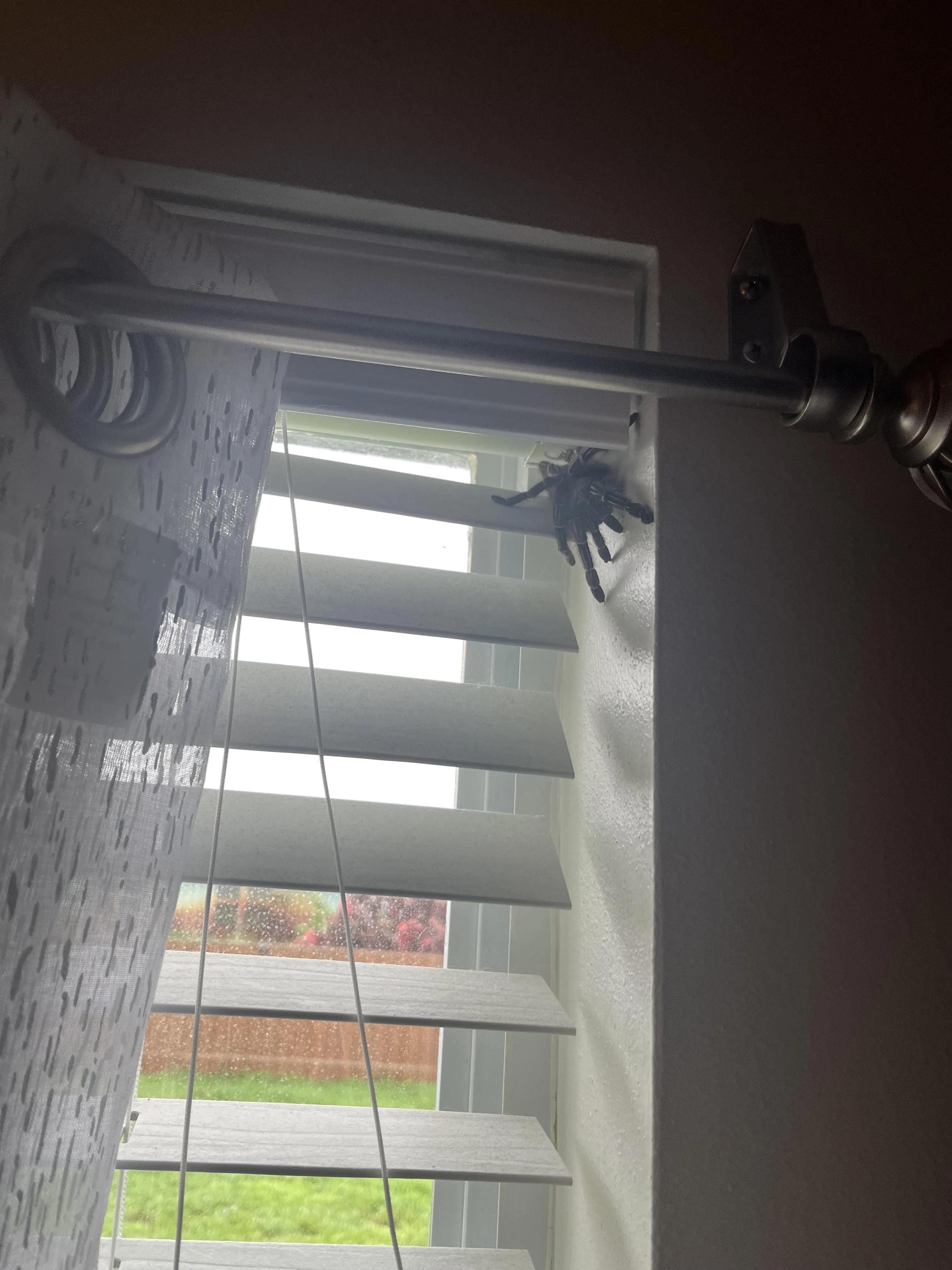 15003 tarantula sling trap