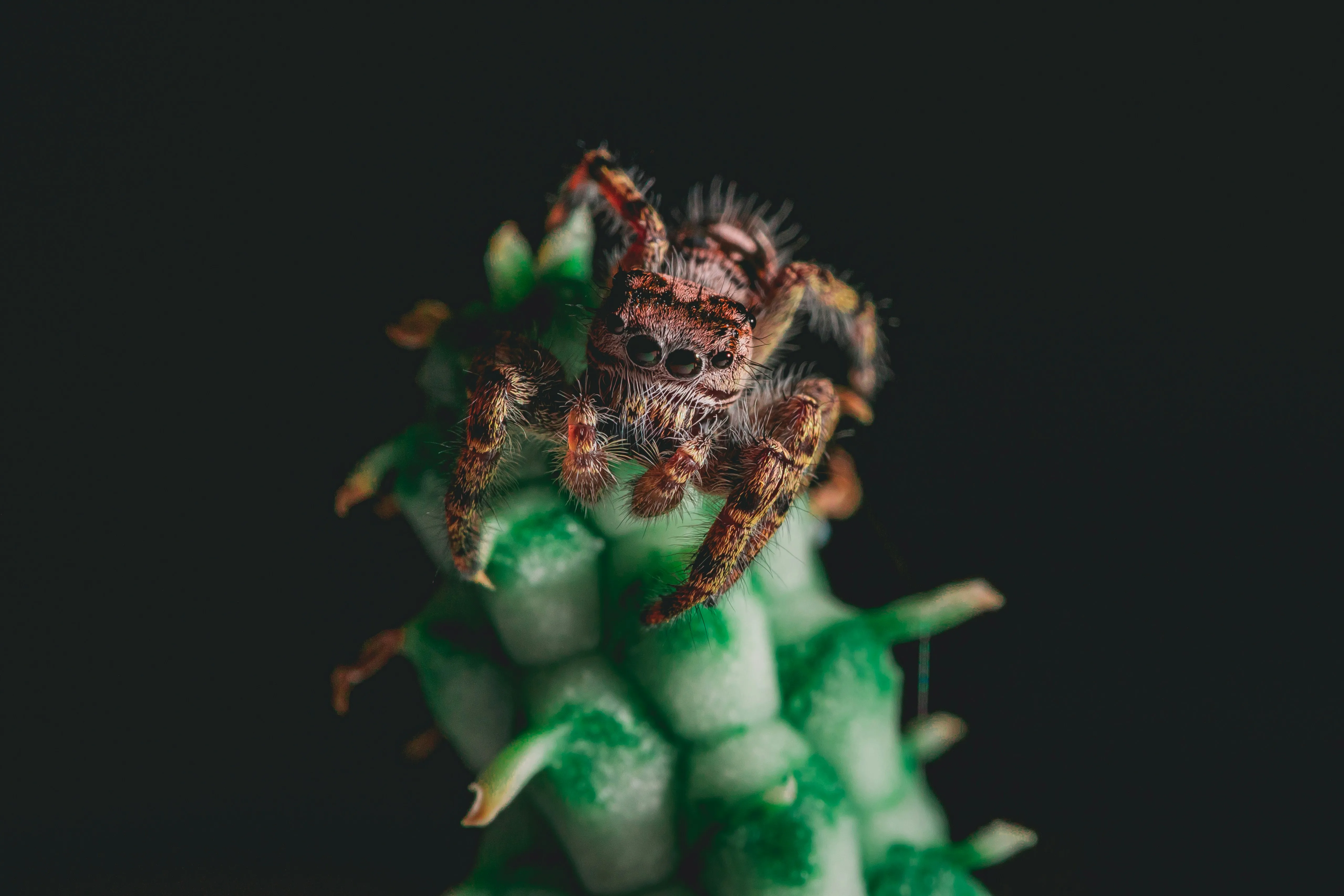 15004 tarantula exoskeleton
