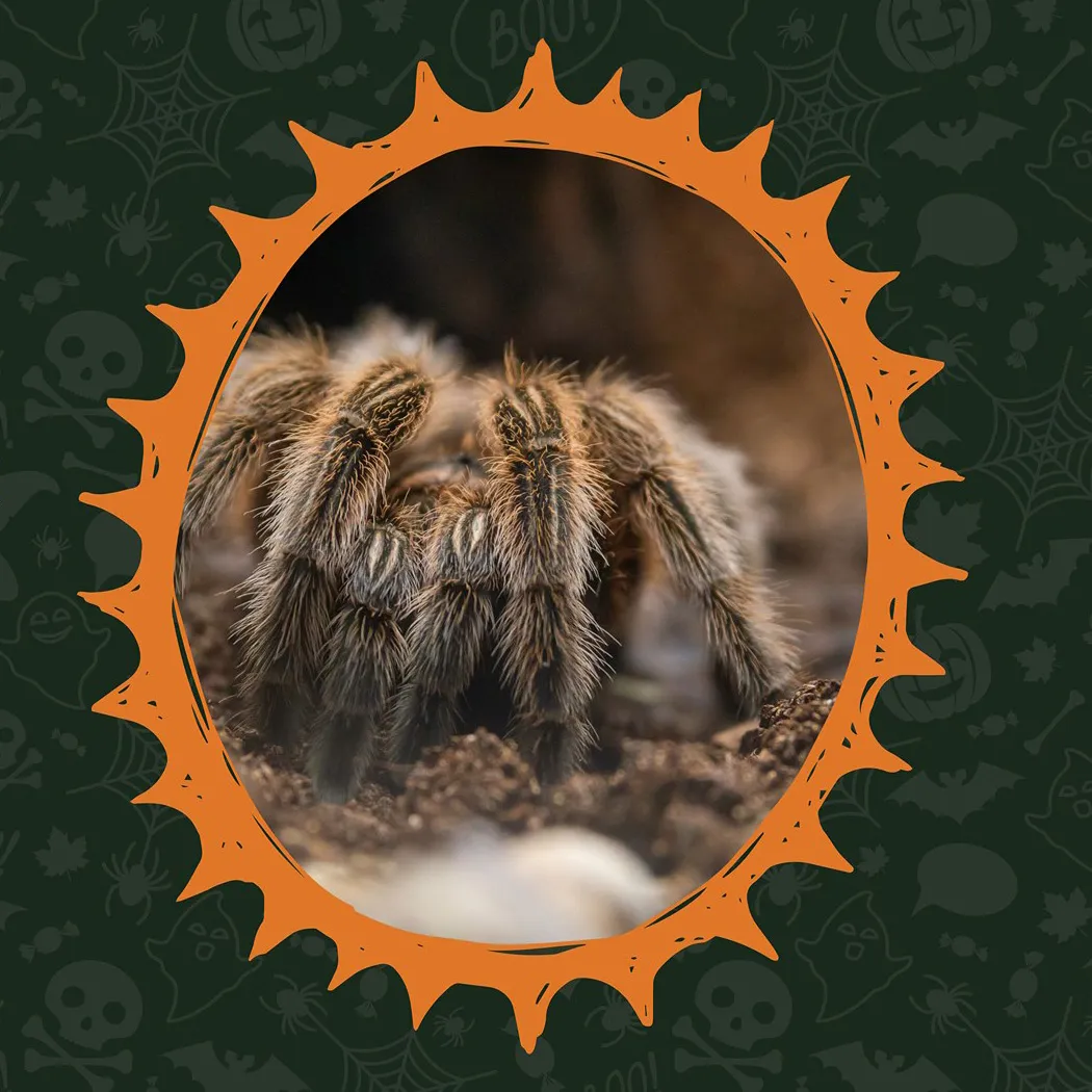 15004 tarantula eyes