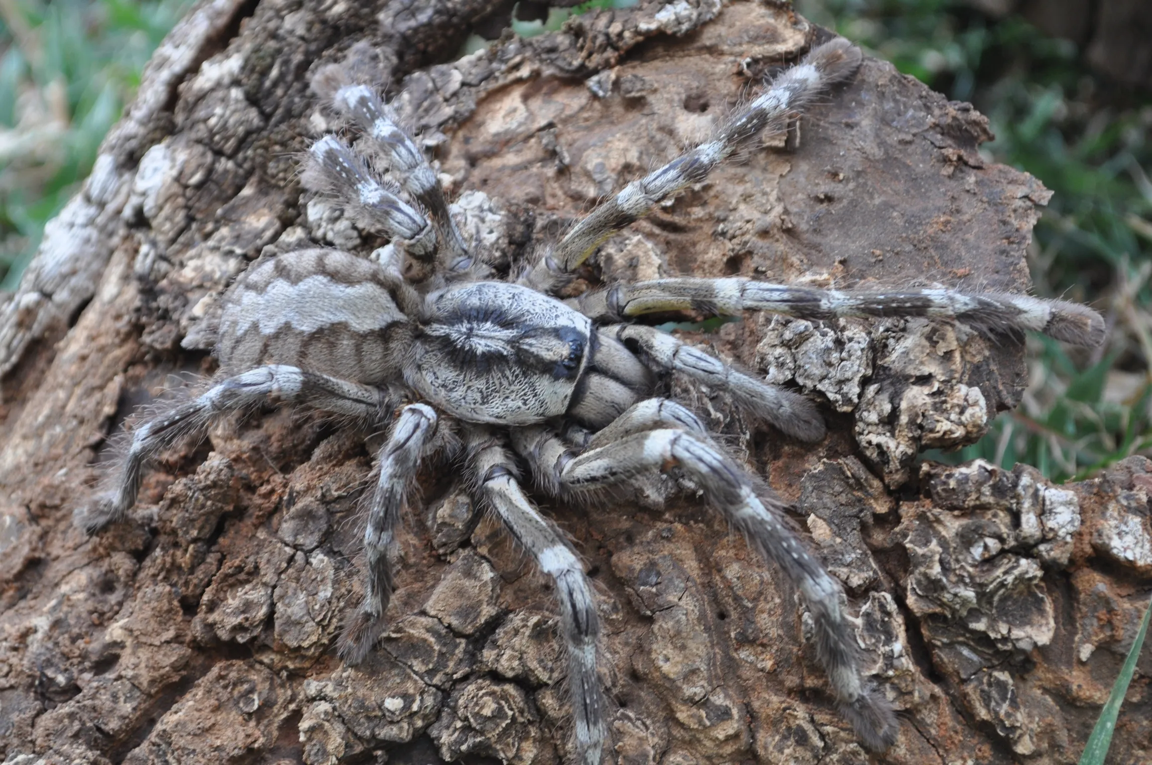 15004 tarantula fangs