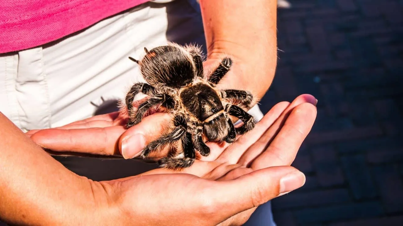 15004 tarantula legs