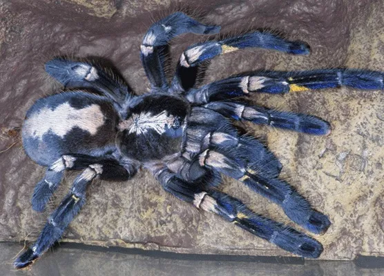 /img/15004-tarantula-spinnerets.webp