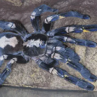 /img/15004-tarantula-spinnerets.webp