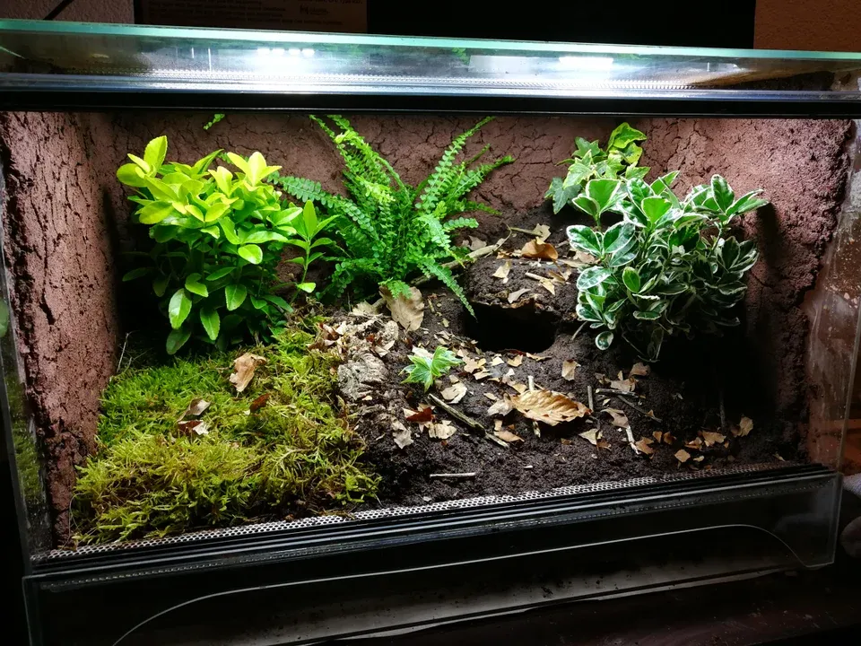 15005 tarantula enclosure size