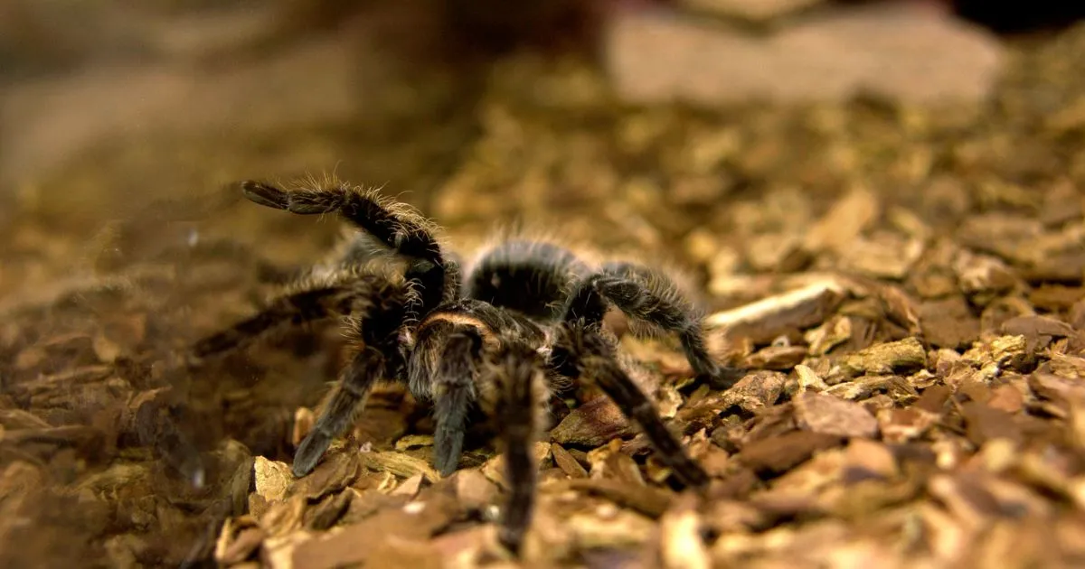 15005 tarantula enclosure species