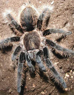15007 curly hair tarantula feeding