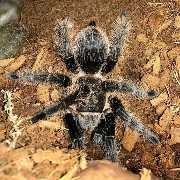 /img/15007-curly-hair-tarantula-substrate.webp