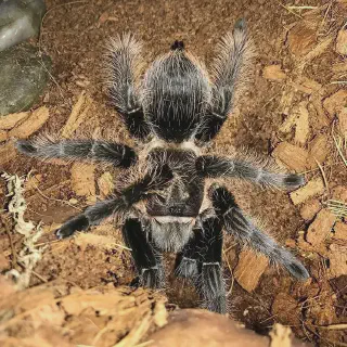 /img/15007-curly-hair-tarantula-substrate.webp