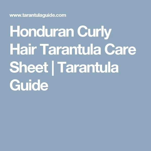 15007 honduran curly hair tarantula