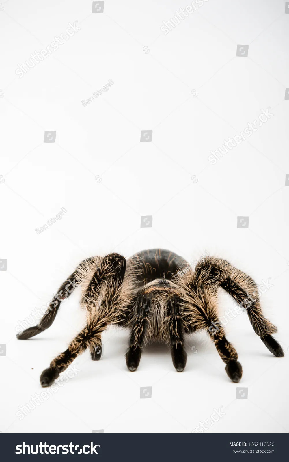 15007 tarantula enclosure