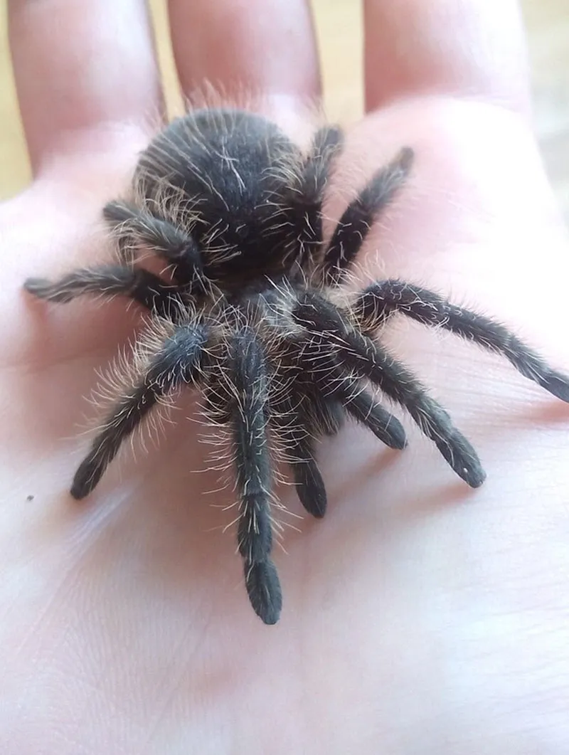 15007 tarantula handling