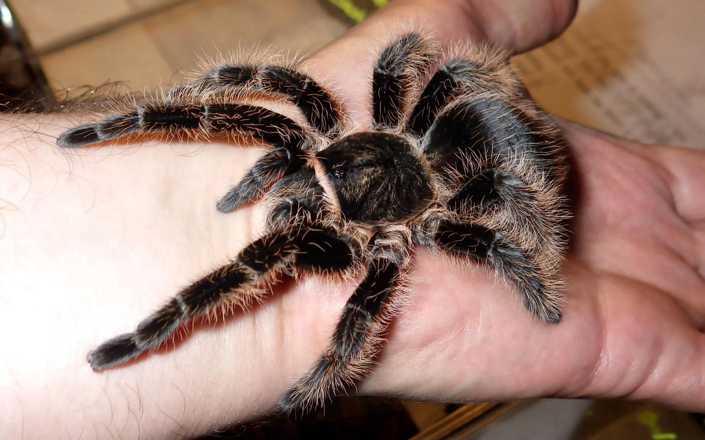 15007 tarantula molting