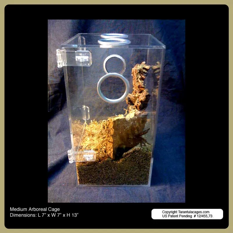 /img/15008-tarantula-cage-cleaning.webp