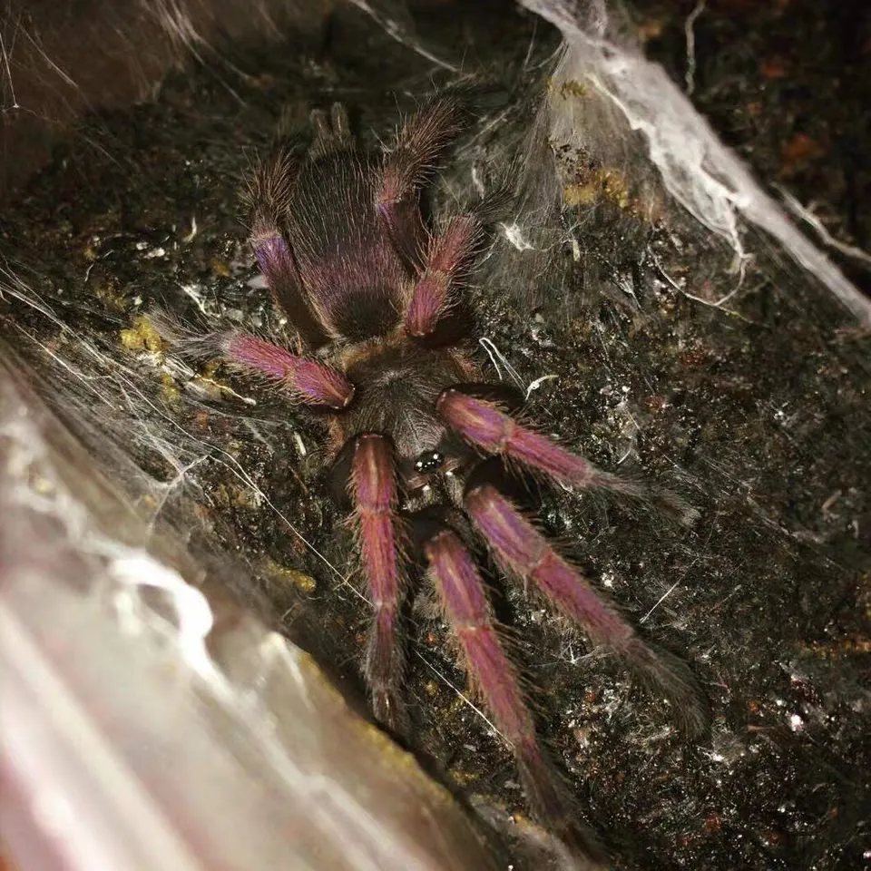 15009 romblon pink tarantula close up