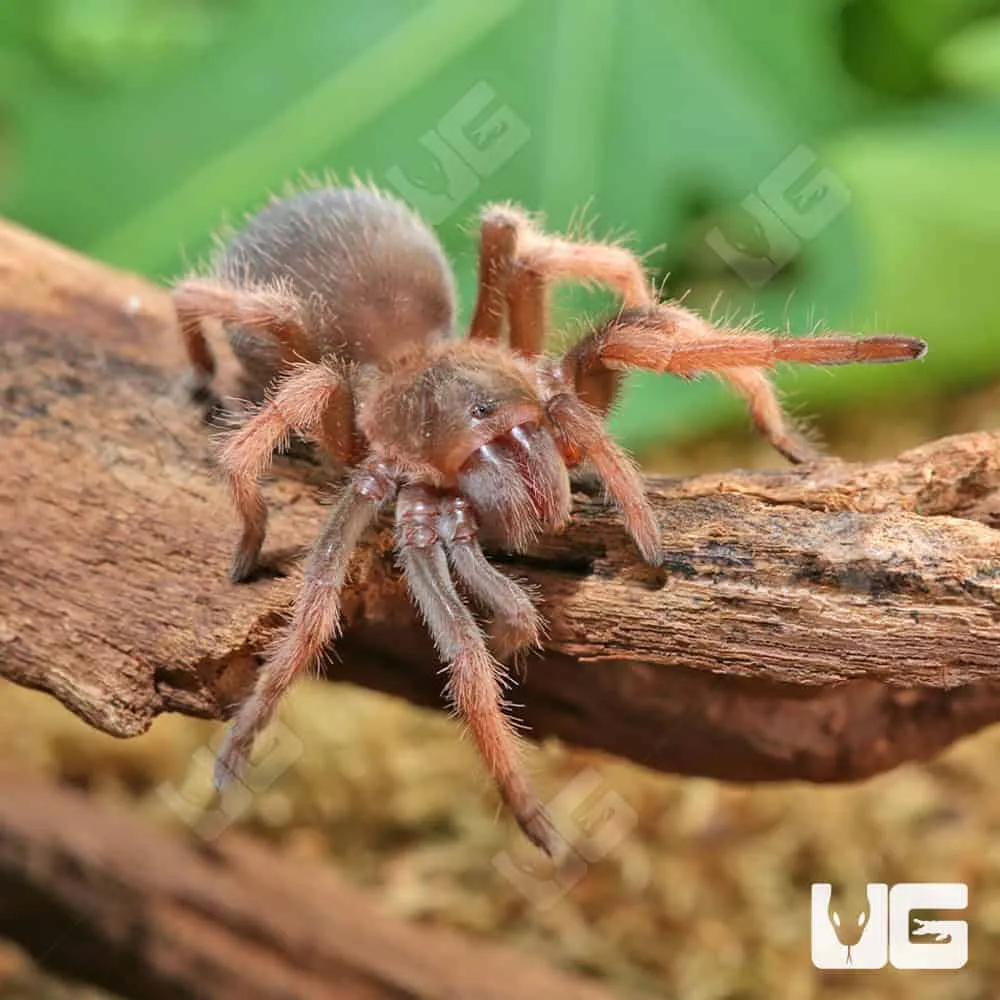15009 romblon pink tarantula eggs