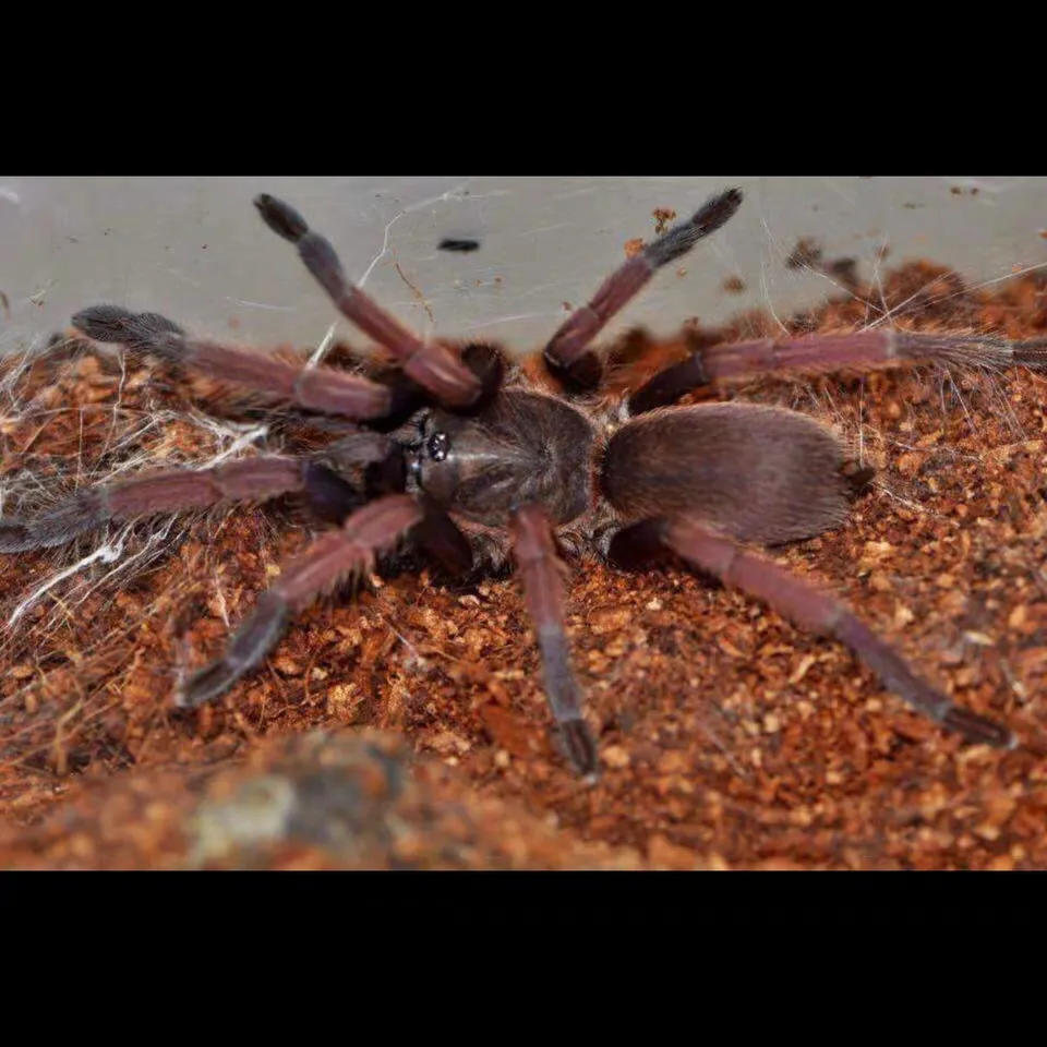 15009 romblon pink tarantula feeding