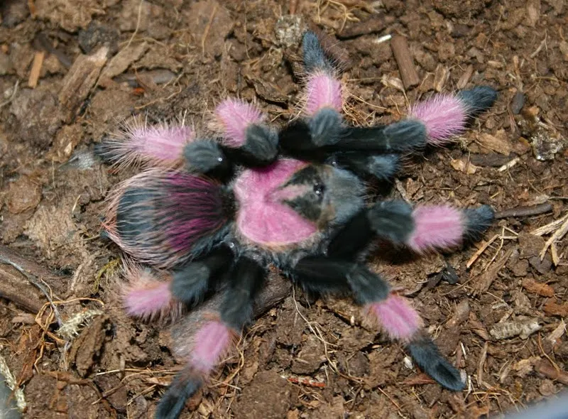 /img/15009-romblon-pink-tarantula-handling.webp