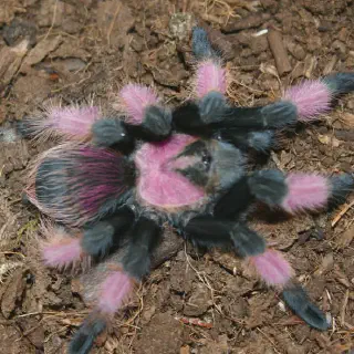 /img/15009-romblon-pink-tarantula-handling.webp