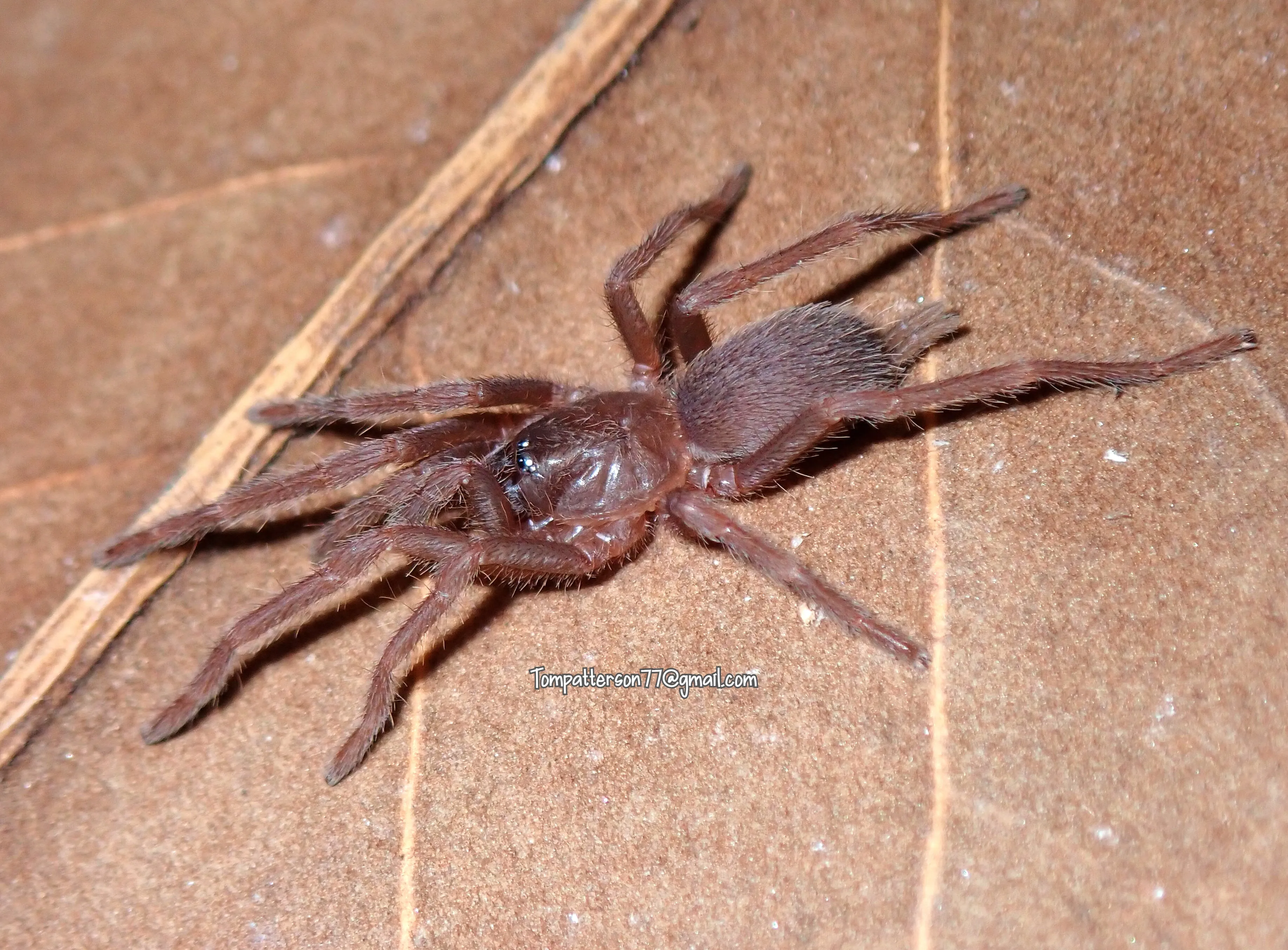 15009 romblon pink tarantula molting