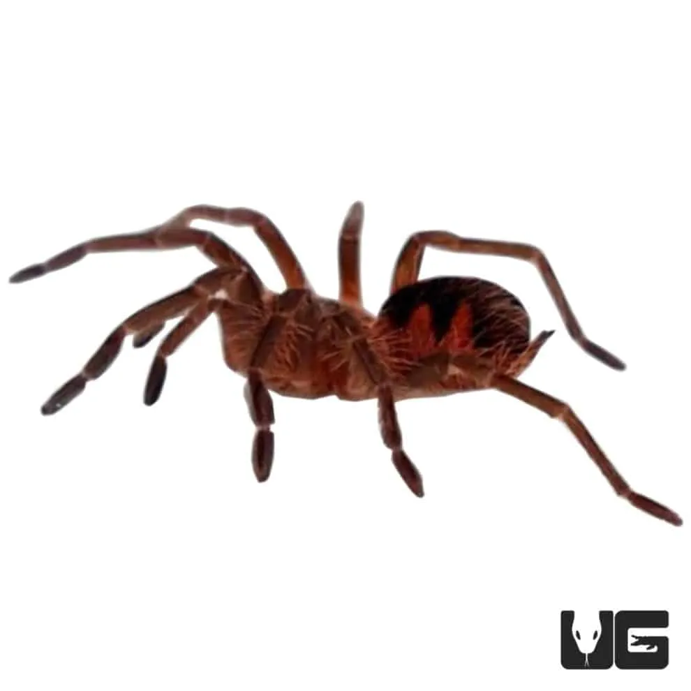 15009 romblon pink tarantula web