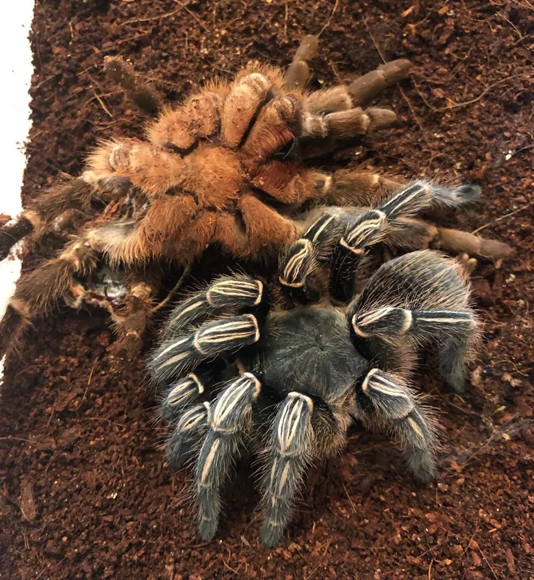 15010 striped knee tarantula habitat