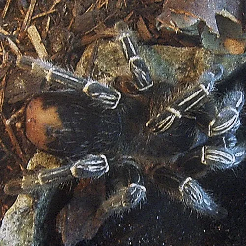 15010 striped knee tarantula size