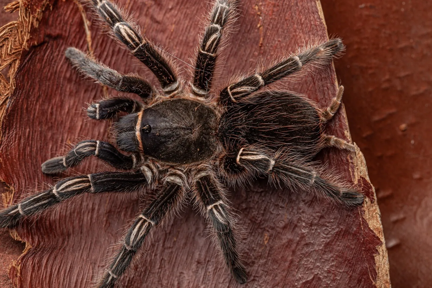 15010 tarantula drinking water