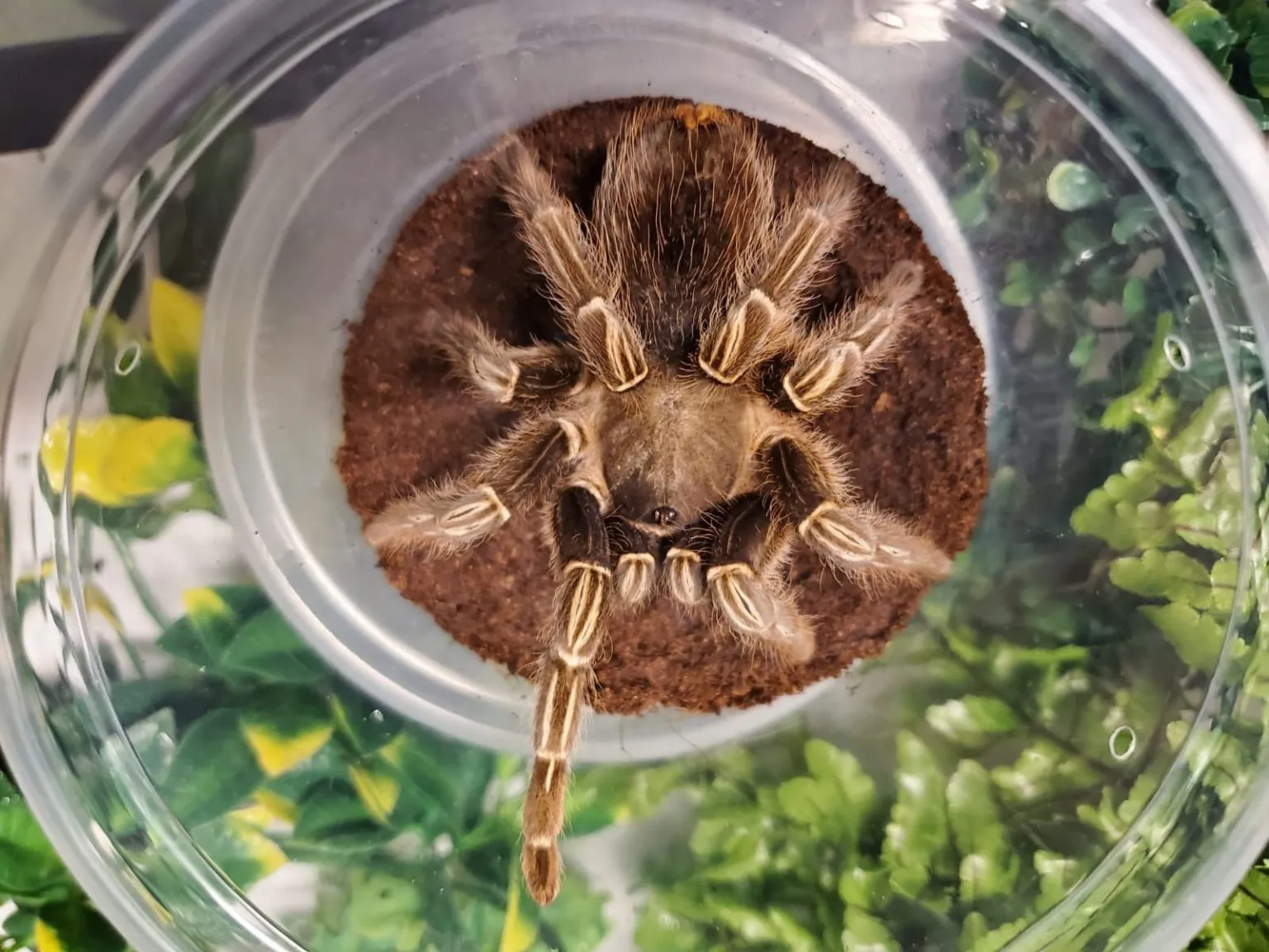 15010 tarantula eating cricket