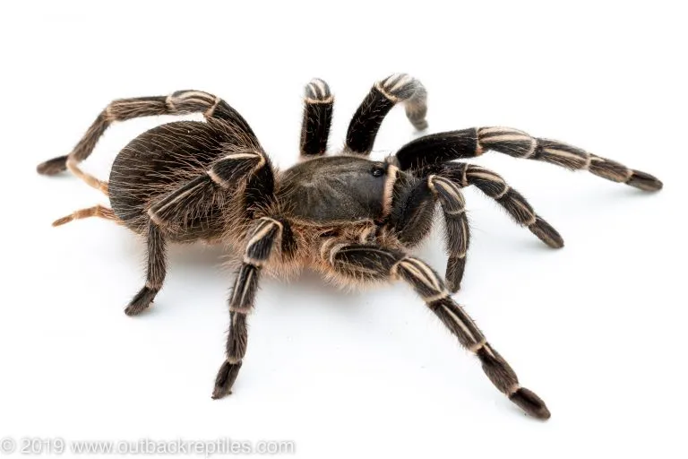 /img/15010-tarantula-feeding-guide.webp