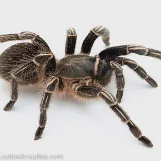 /img/15010-tarantula-feeding-guide.webp