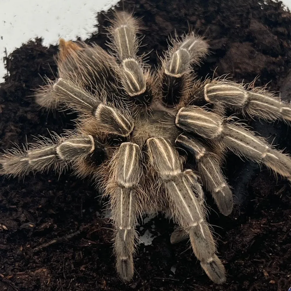 15010 tarantula molting