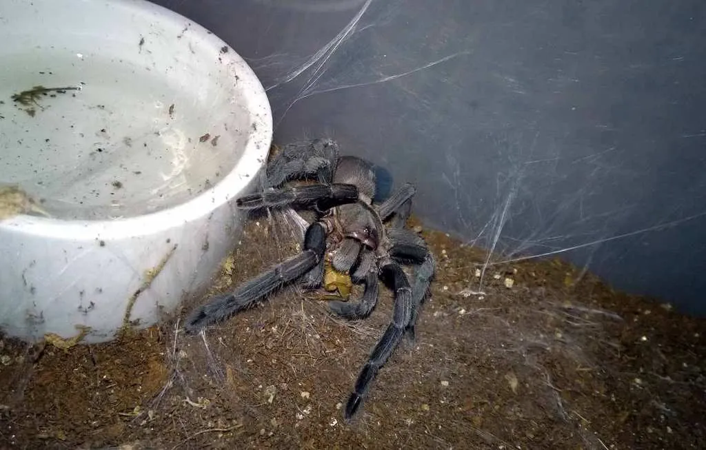 15014 spiderling feeding frequency