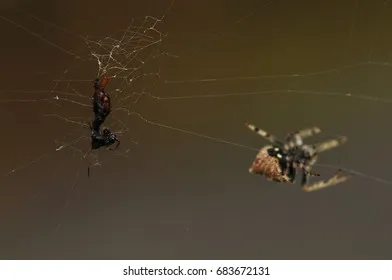 15014 spiderling feeding guide